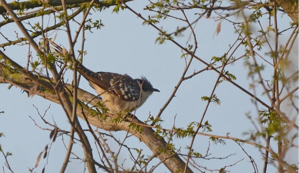 Хохлатая кукушка. Фото: Светлана Медведева. Станица Васюринская