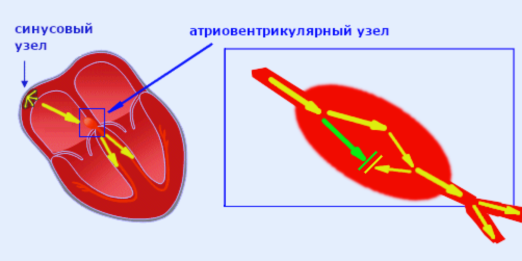 Левый атриовентрикулярный клапан
