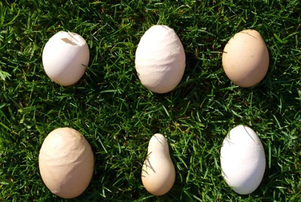 Яйца курицы при синдроме снижения яйценоскости