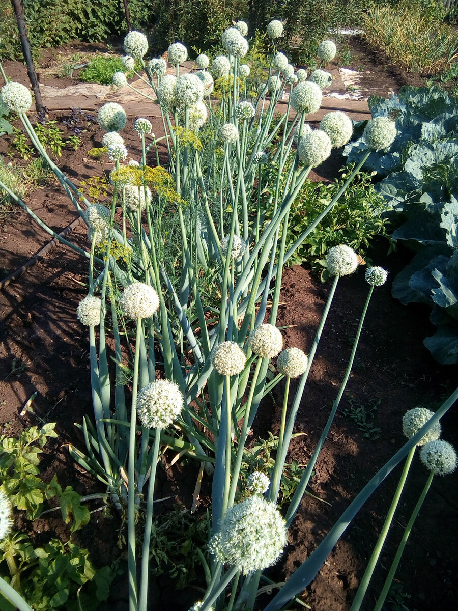 И вот лук зацвел