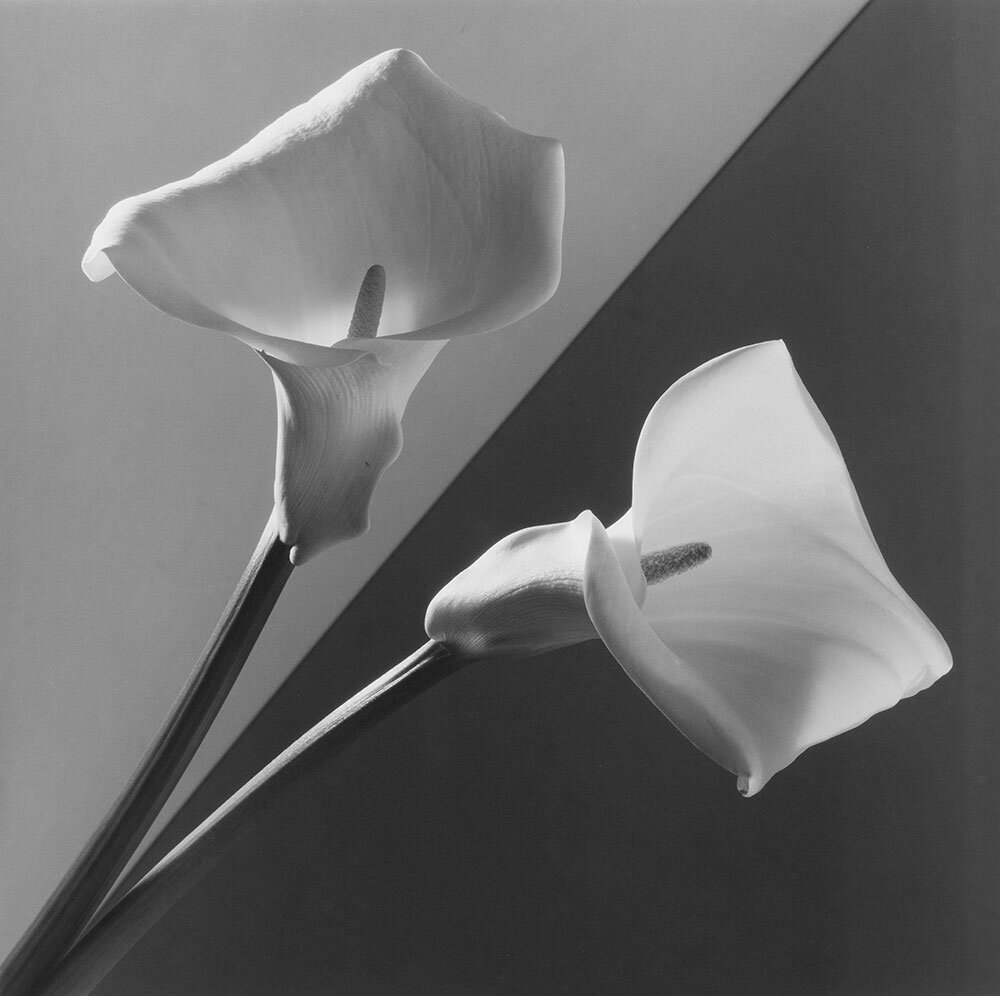    Robert Mapplethorpe. Calla Lily. 1988. Частная коллекция Марианны СардаровойАРХИВЫ ПРЕСС-СЛУЖБ