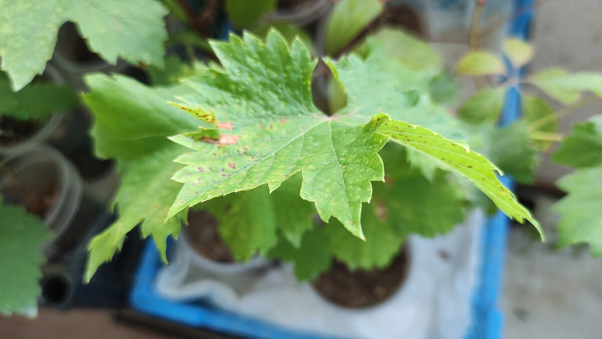 Малыш со следами оэдемы