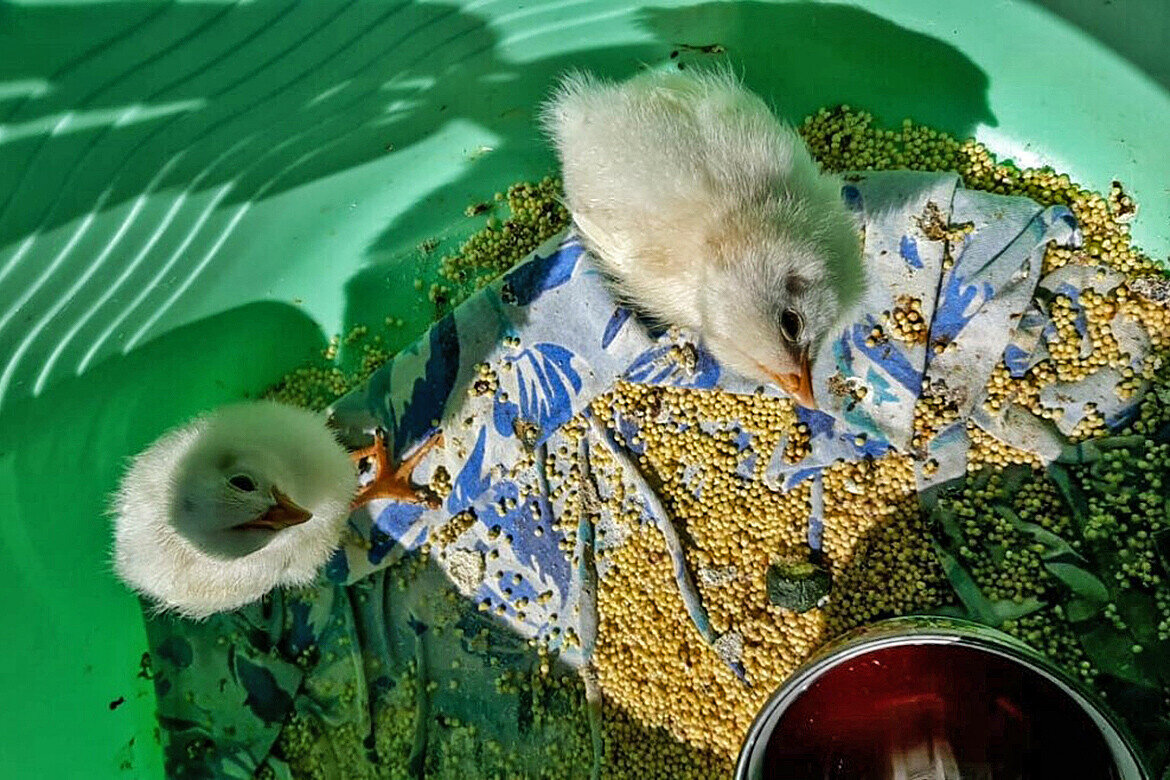 «Несколько лет назад какой-то зверь проник через маленькую щель в клетке, просто разорил моих уже выросших бройлеров»Фото: из личного архива Равии Хусаиновой