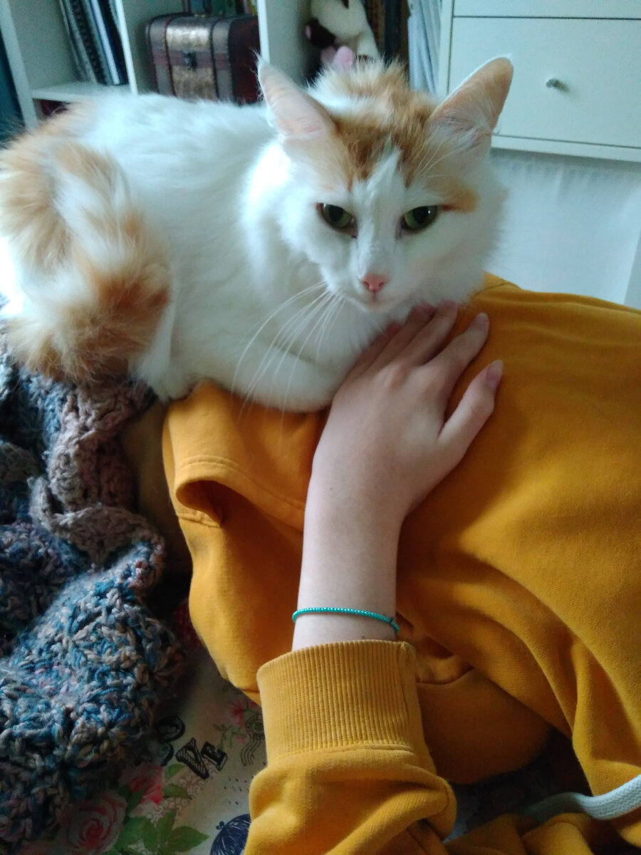 Фото из архива автора. Пушистый помощник помогает на сеансе по балансу ВНЧС для моей дочери. Напряжение в челюсти может вызывать боль в шее и даже снижение зрения. 