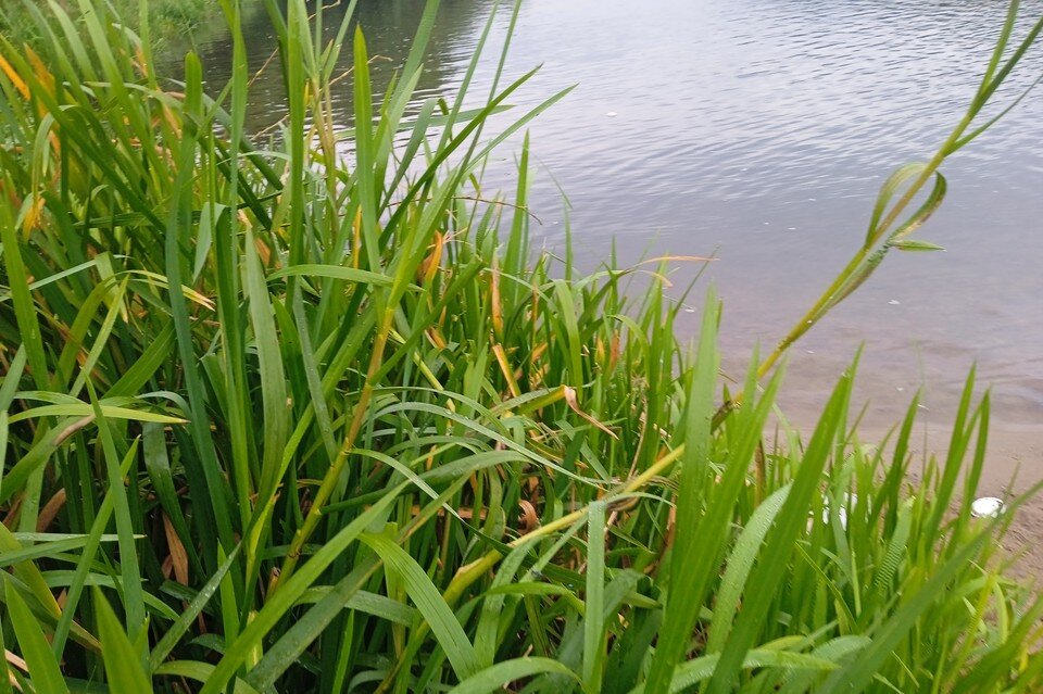     Липчане избили приятеля и бросили его в реку Юлия КЛЮЕВА