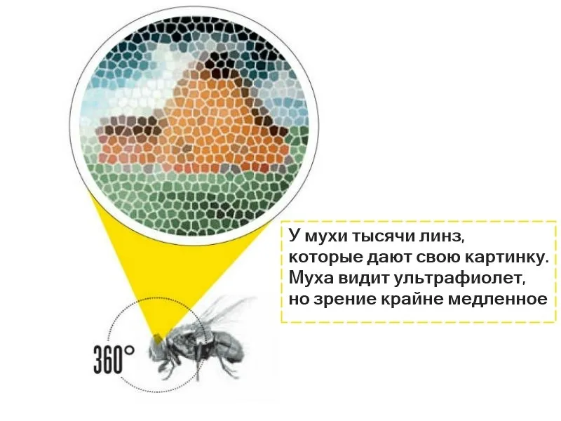 Как выглядит человек муха