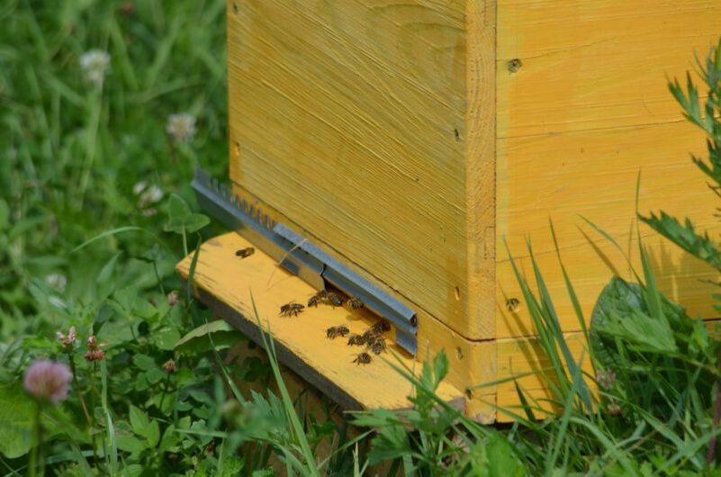 Ульи на пасеки.