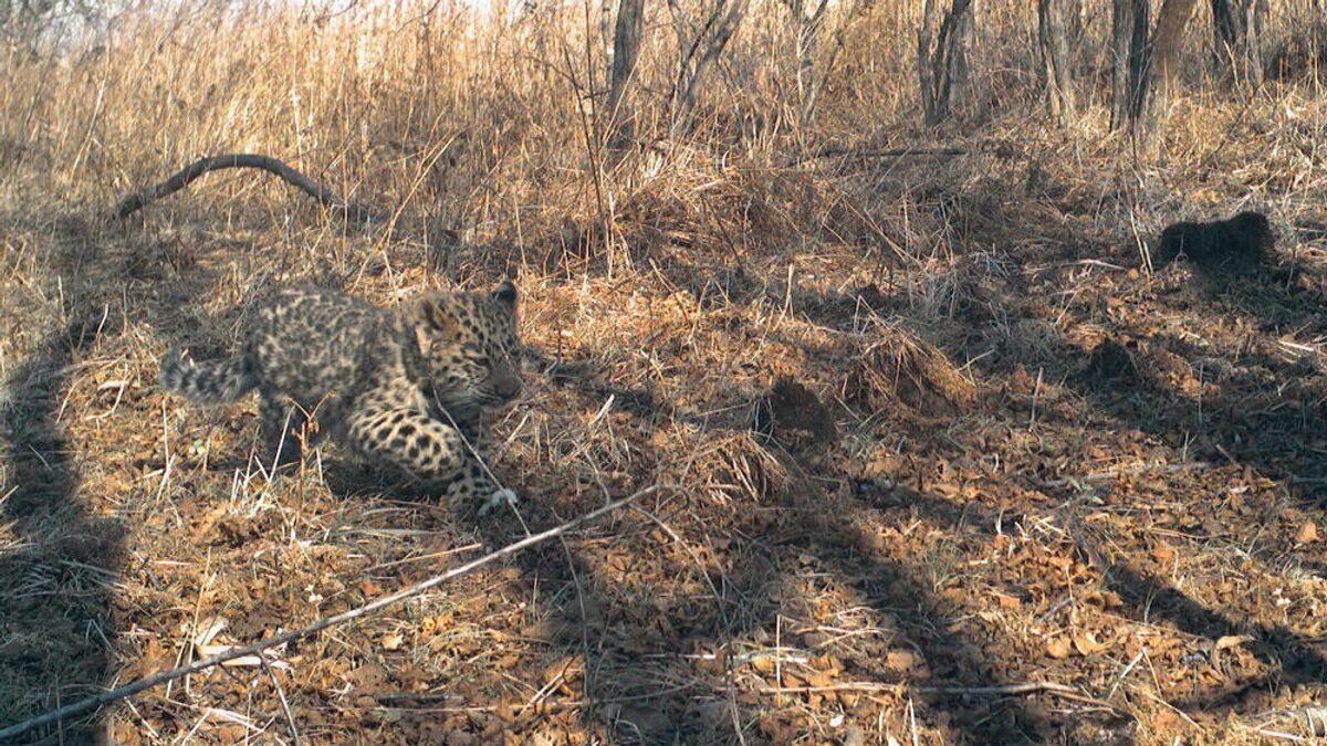    Котёнка леопарда спасли от пожара на юге Приморья© Фото : ФГБУ «Земля леопарда»