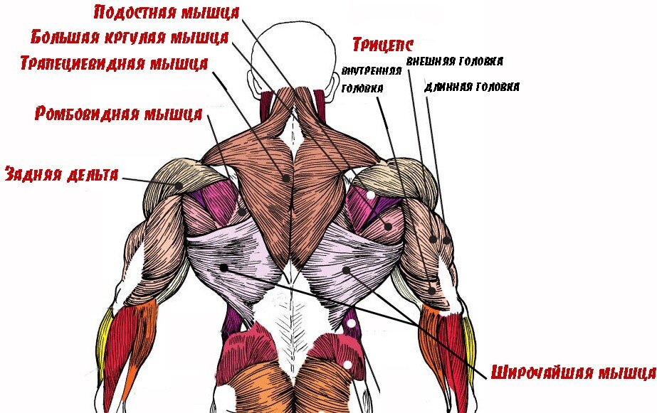 Поверхностные мышцы спины