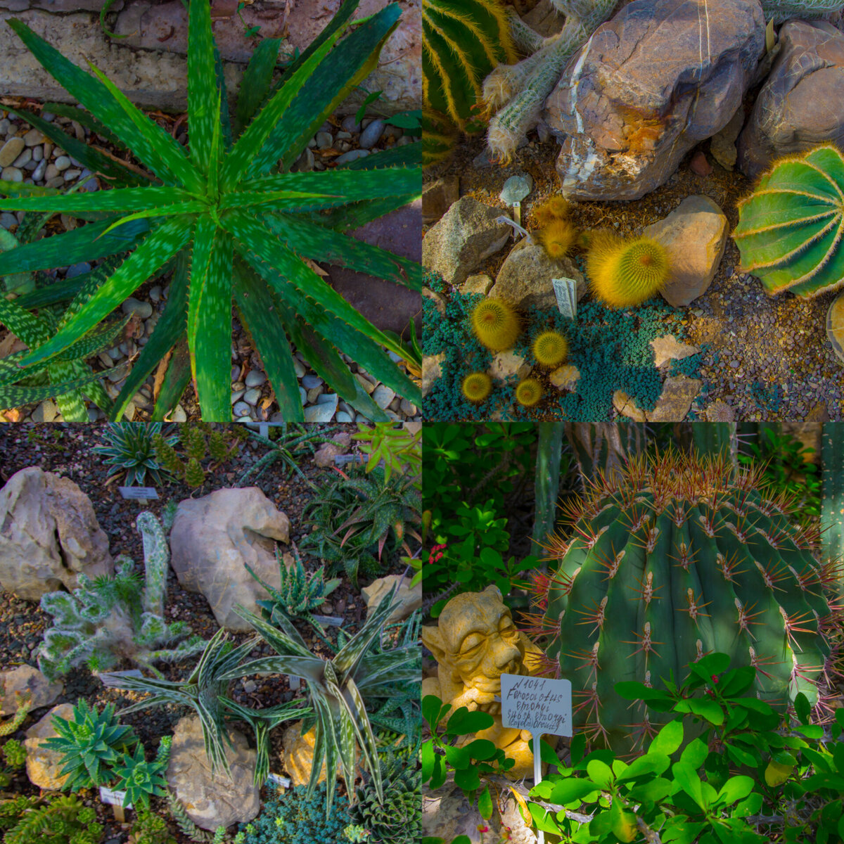 вид под стеклом в оранжерее-много мелких разнообразной формы кактусов