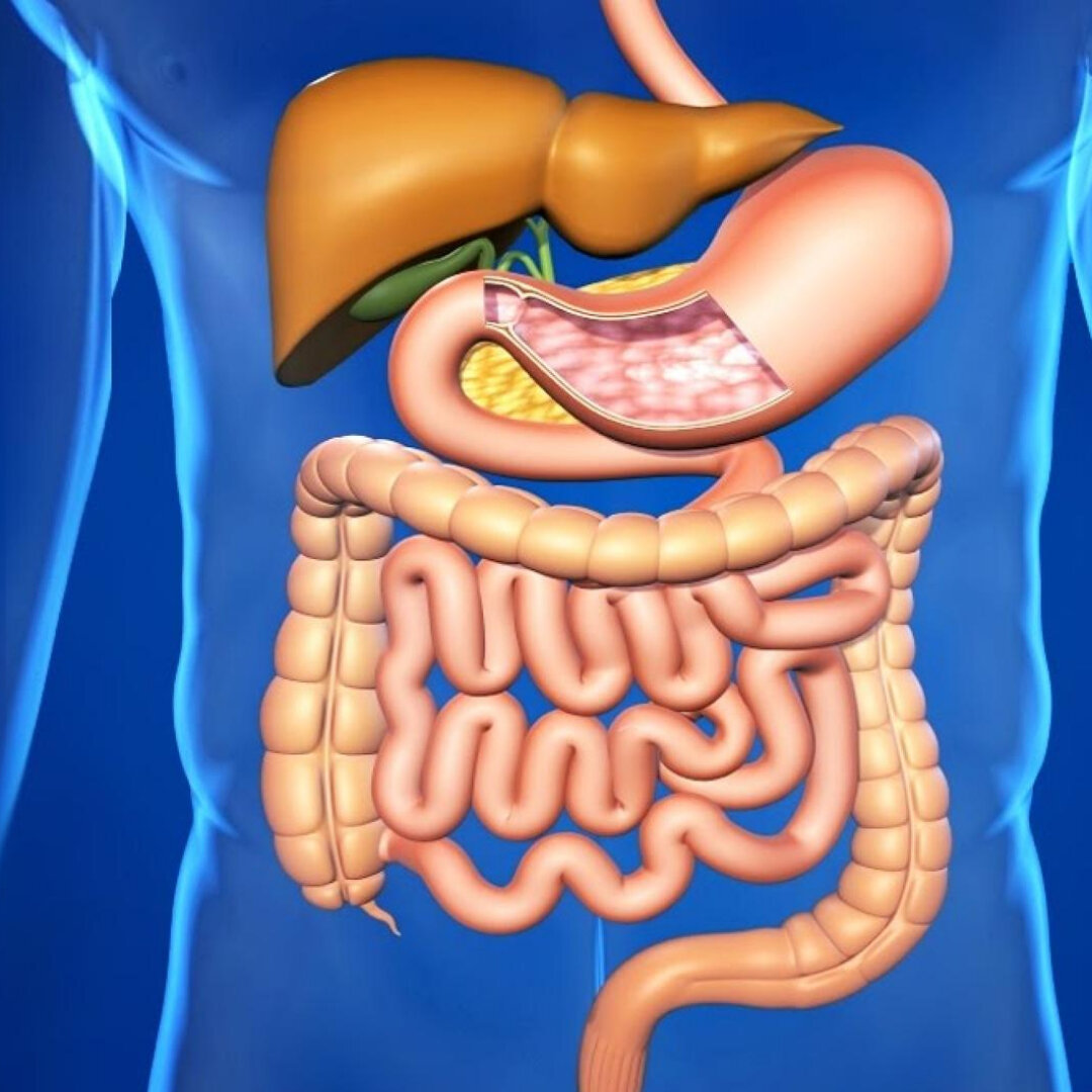 Как выглядит желудочно кишечный тракт человека фото
