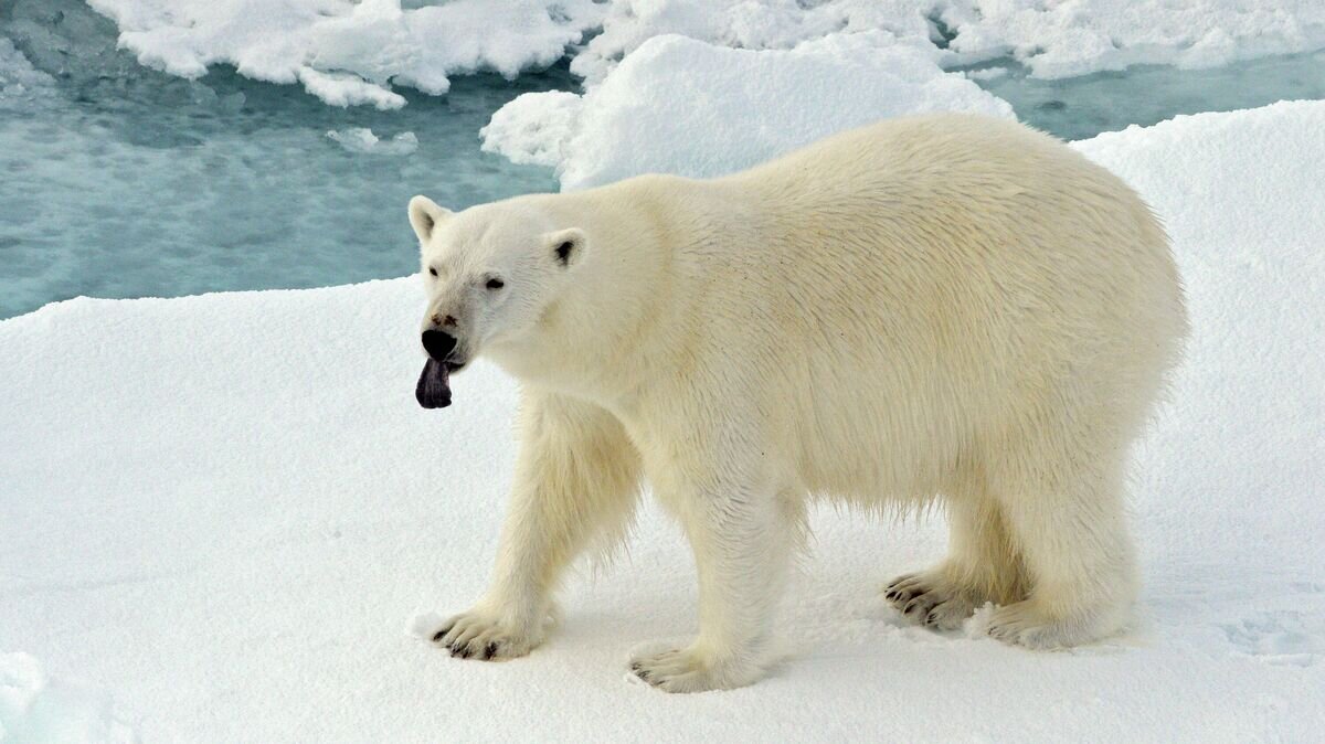 Greenland - Polar Bears Mother and children having a good . Flickr