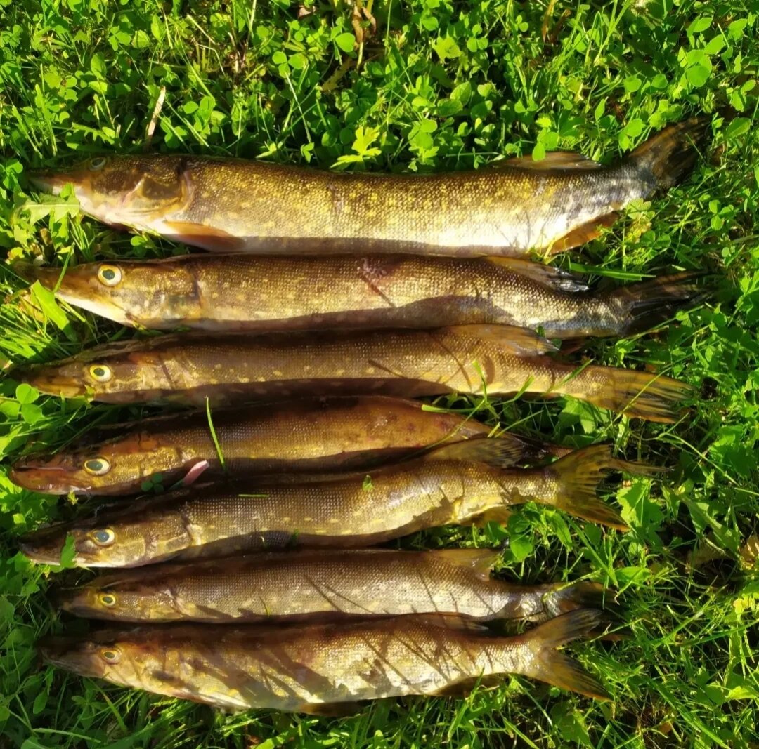 Щука для копчения. Фото: Олег Ольхов