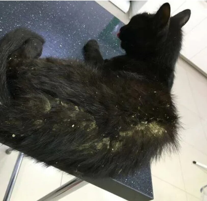 Для всех, кто не знает, как выглядят опарыши в стадии "зародыша", вот типовое фото из интернета. Именно так, похоже, что животное извалялось в опилках. 