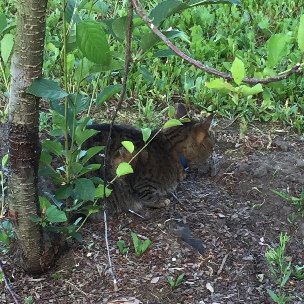 Ну, как же без помощников?