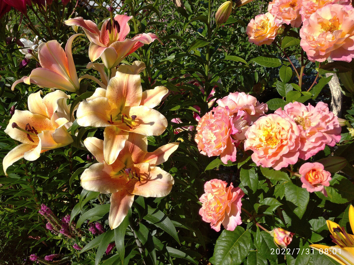 Роза Августа Луиза и лилии.