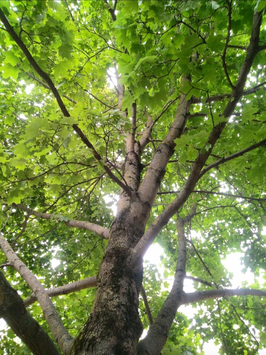 Старый клён. 