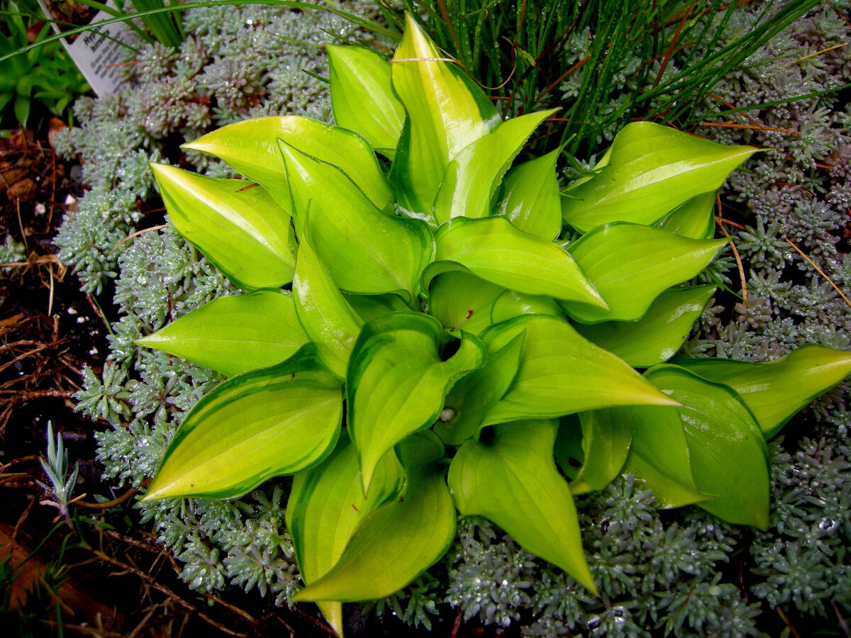 Hosta Cracker Crumbs