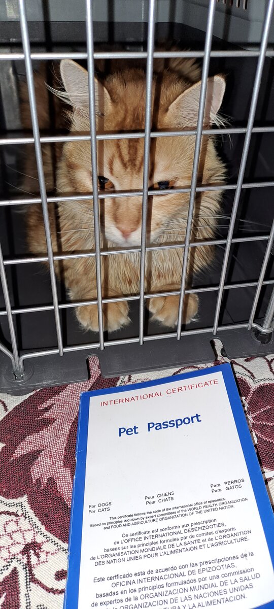 Кот в ожидании ветврача.