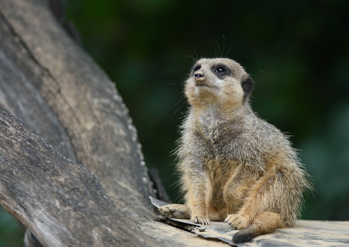 Картинка с бесплатного фотостока https://unsplash.com, автор Chris Karnbach