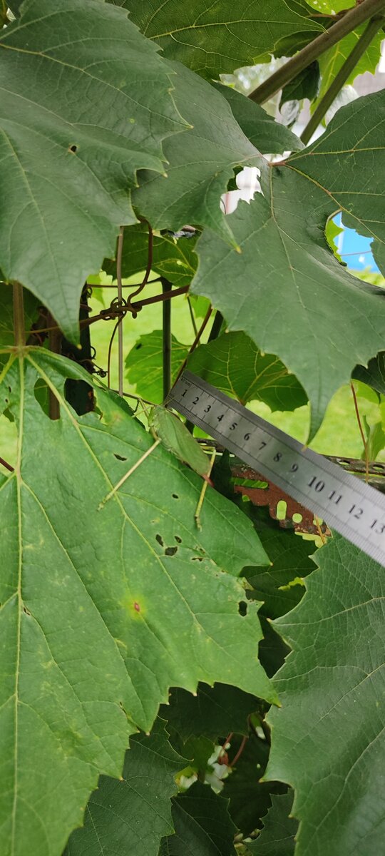 Кузнец длинной 7см . Фото автора.