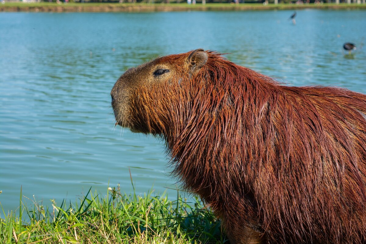 Картинка с бесплатного фотостока https://unsplash.com, автор Felippe Lopes