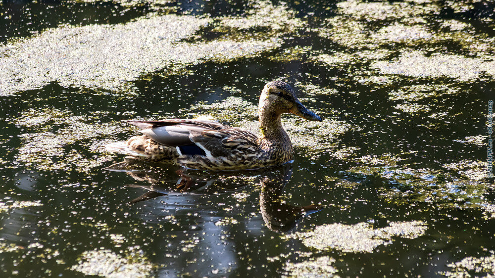 1. Кряква — самка © NickFW.ru — 08.06.2023г.