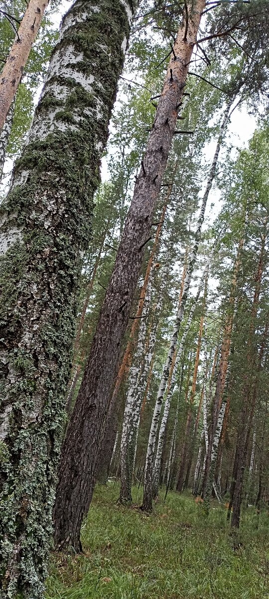 Смешанный лес..... Где-то стучит одиноко дятел...... Но стоит абсолютная Тишина...... 