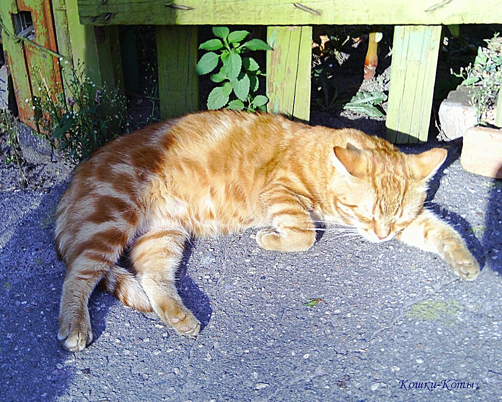 Не закрывайте солнце, я греюсь. 