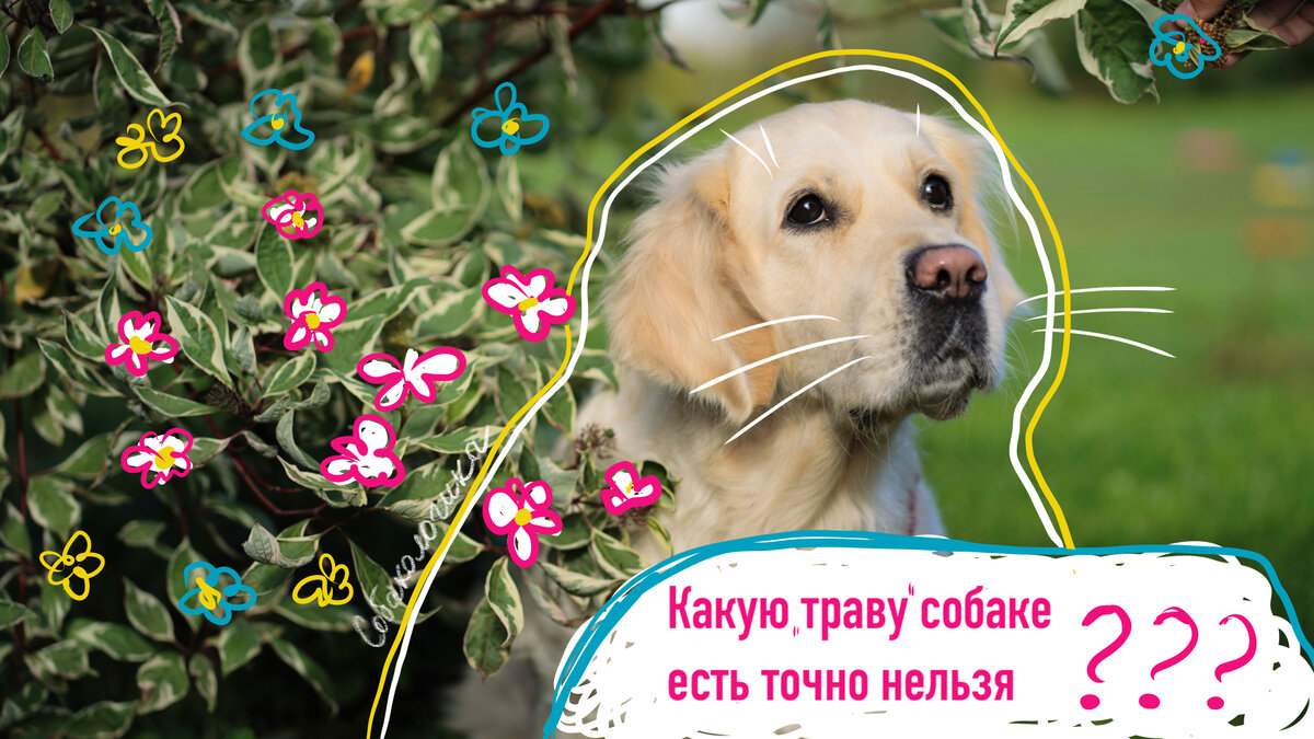 На фото наша младшенькая - Мия. Слушает рассказ о растениях, которые нельзя есть.