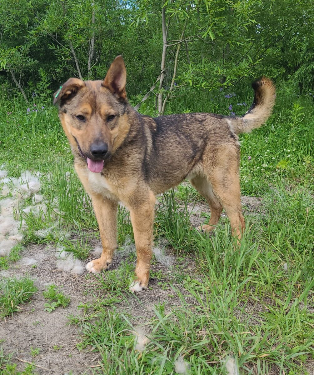 Это Айдар. Парень крупный, громкоголосый, глядя на него у всех недоброжелателей пропадет всякая охота посягать на ваше имущество и спокойствие. Айдар станет для вас самой лучшей защитой, при этом надежным и преданным другом.  Пес адекватный, доверчивый, несмотря на свой грозный вид тоже любит, чтоб ему почесали за ушком. Спокойно гуляет на поводке и ждет не дождется своего человека. 
8 909 833 8020
