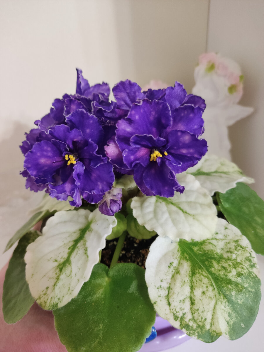 СВ город Курск