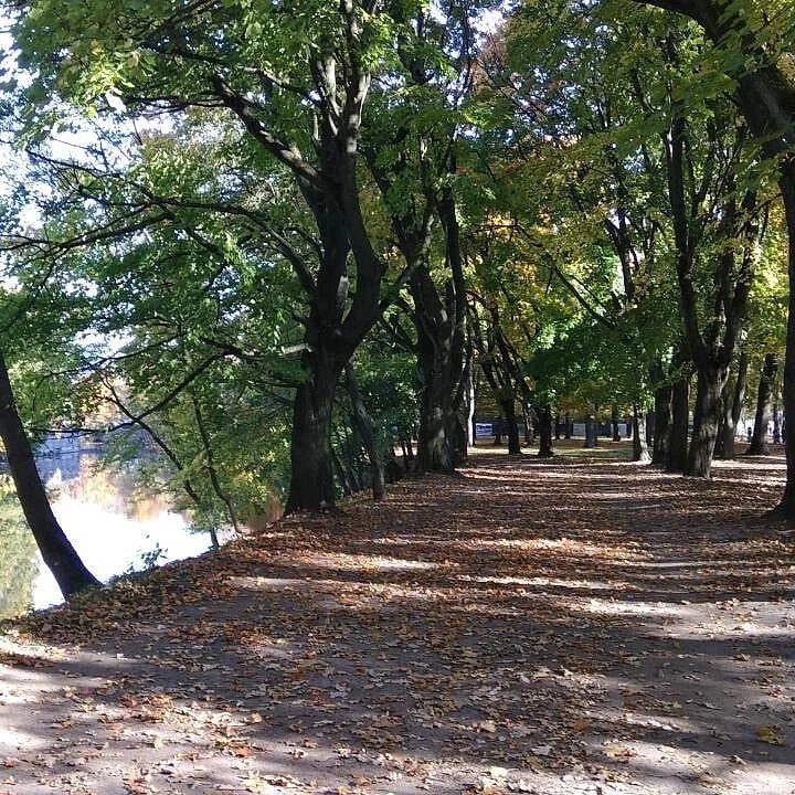 Осень в парке. Фото от автора
