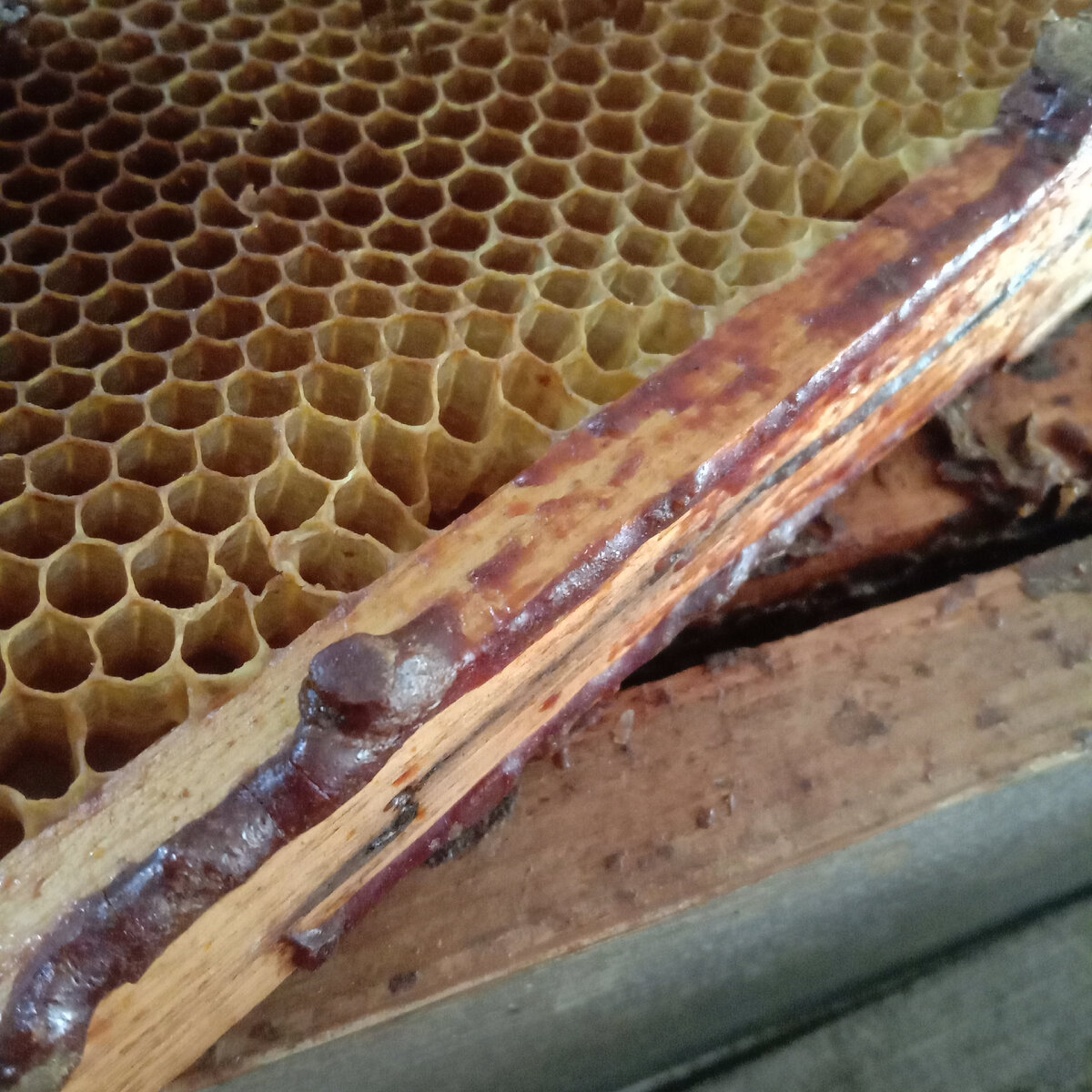 летний вид прополиса.