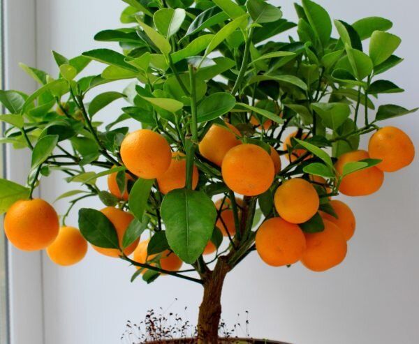 Как вырастить апельсиновое дерево