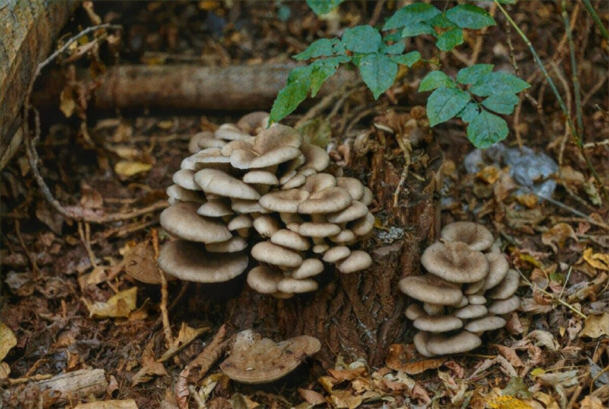 Вёшенка в естественных условиях