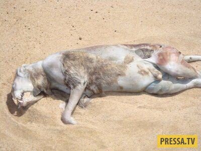 С тех пор, как был обнаружен монтокский монстр, в том же районе нашли и другие туши. Появились предположения, что это черепаха без панциря, собака, большой грызун или научный эксперимент, который проводили в правительственном центре по тестированию животных.

На самом деле:
