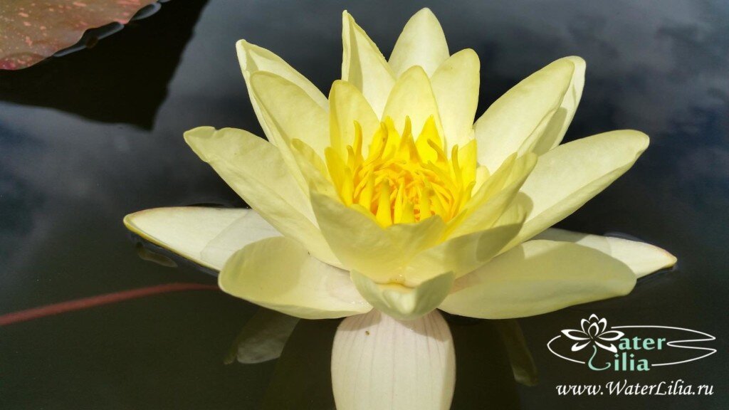 Нимфея Marliacea Chromatella   