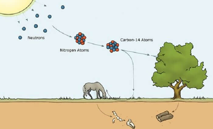 Путь углерода 14 от "рождения" и до "могилы".