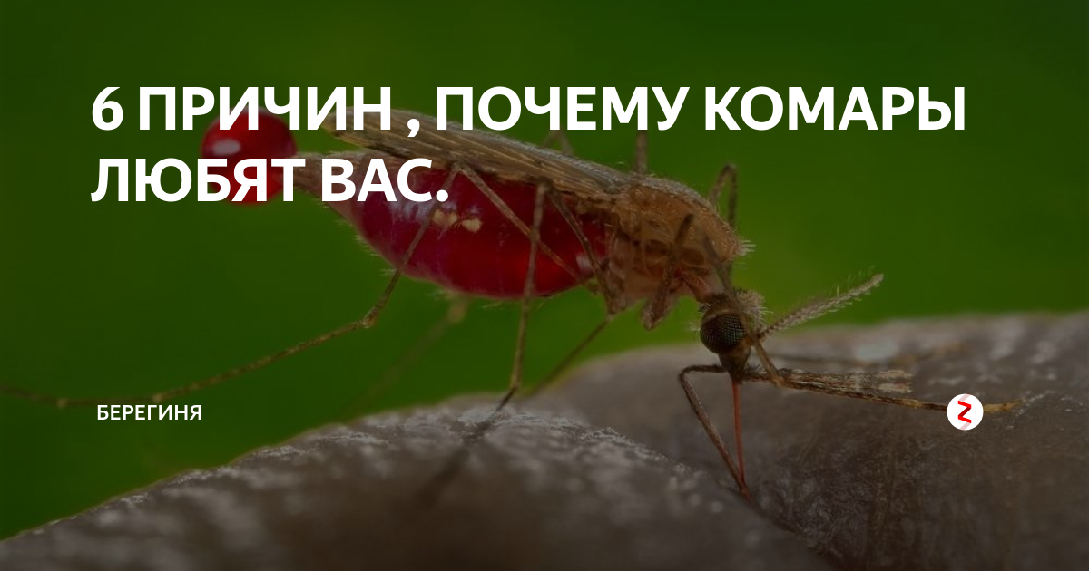 Почему комары кусают не всех