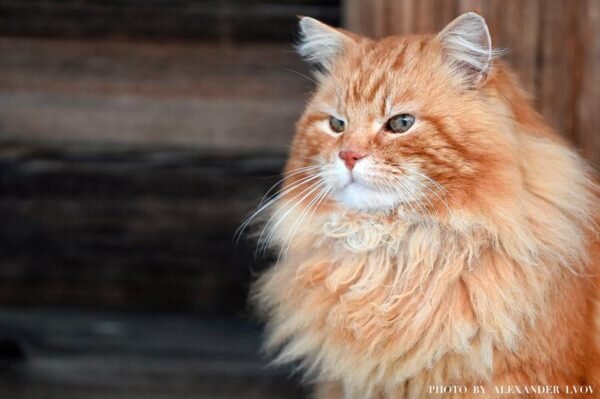 Фото Александр Львов