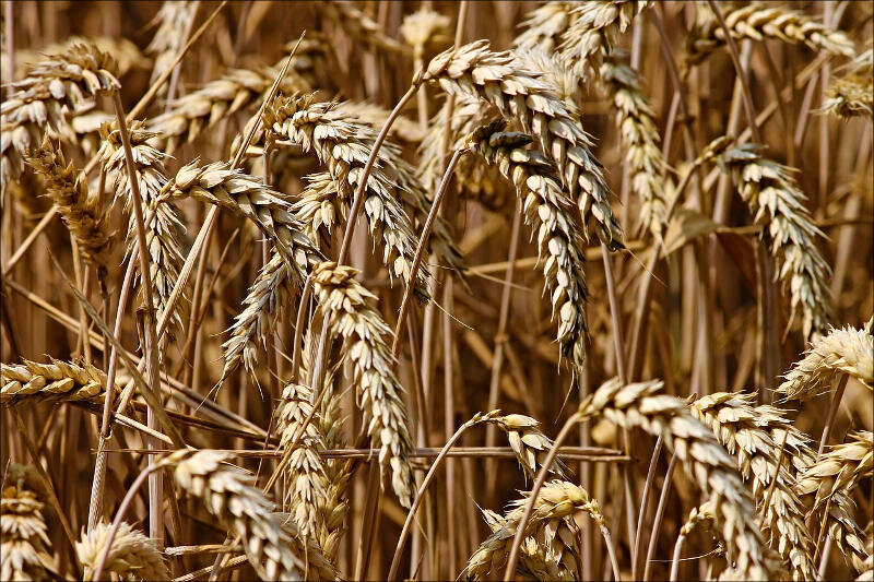 Фото с сайта Pixabay.com