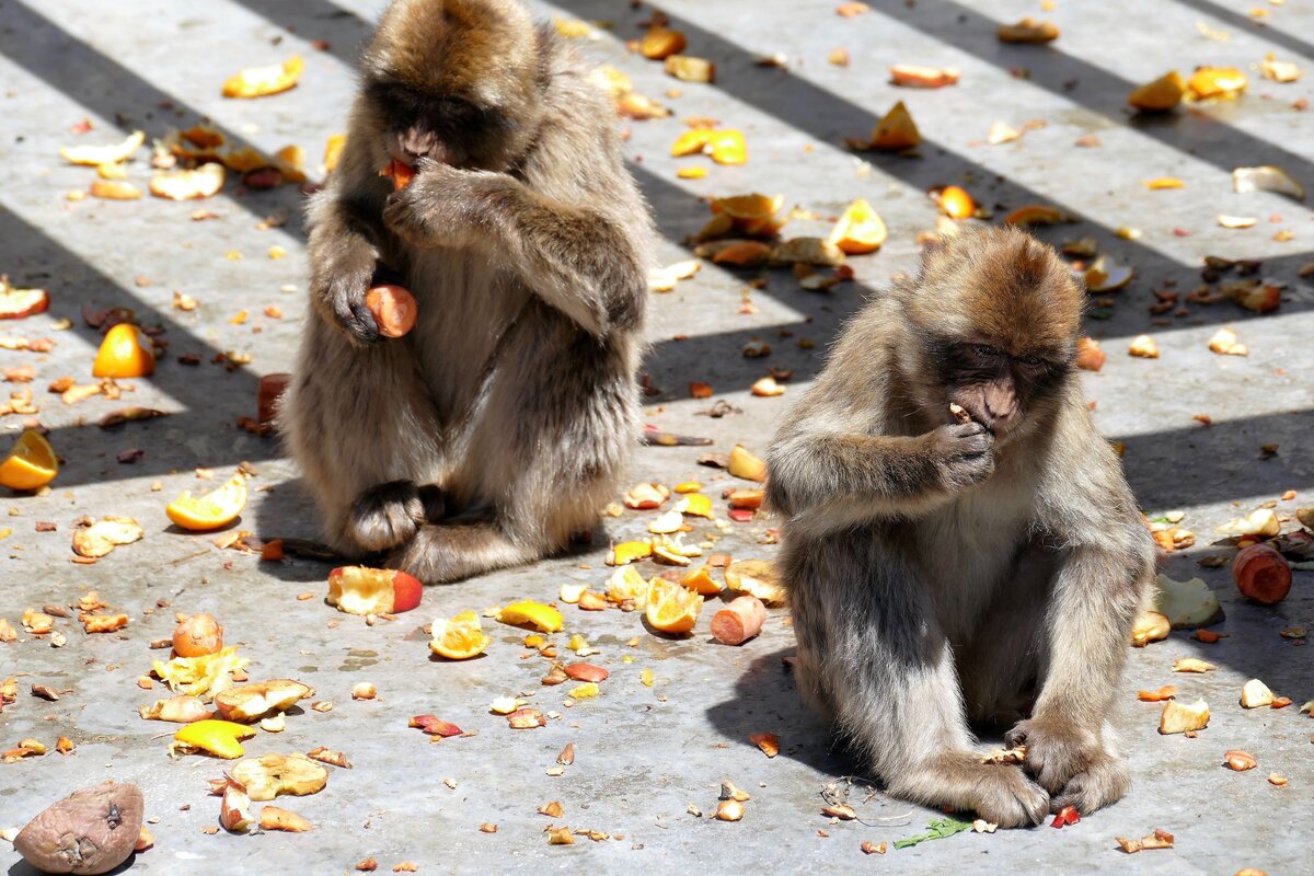                                                                 Свежие фрукты ежедневно.