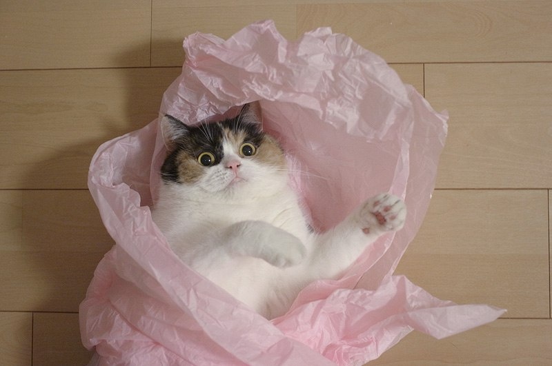 Котик в шоке - "в смысле, уже понедельник?". Ох, котик, как мы тебя понимаем...