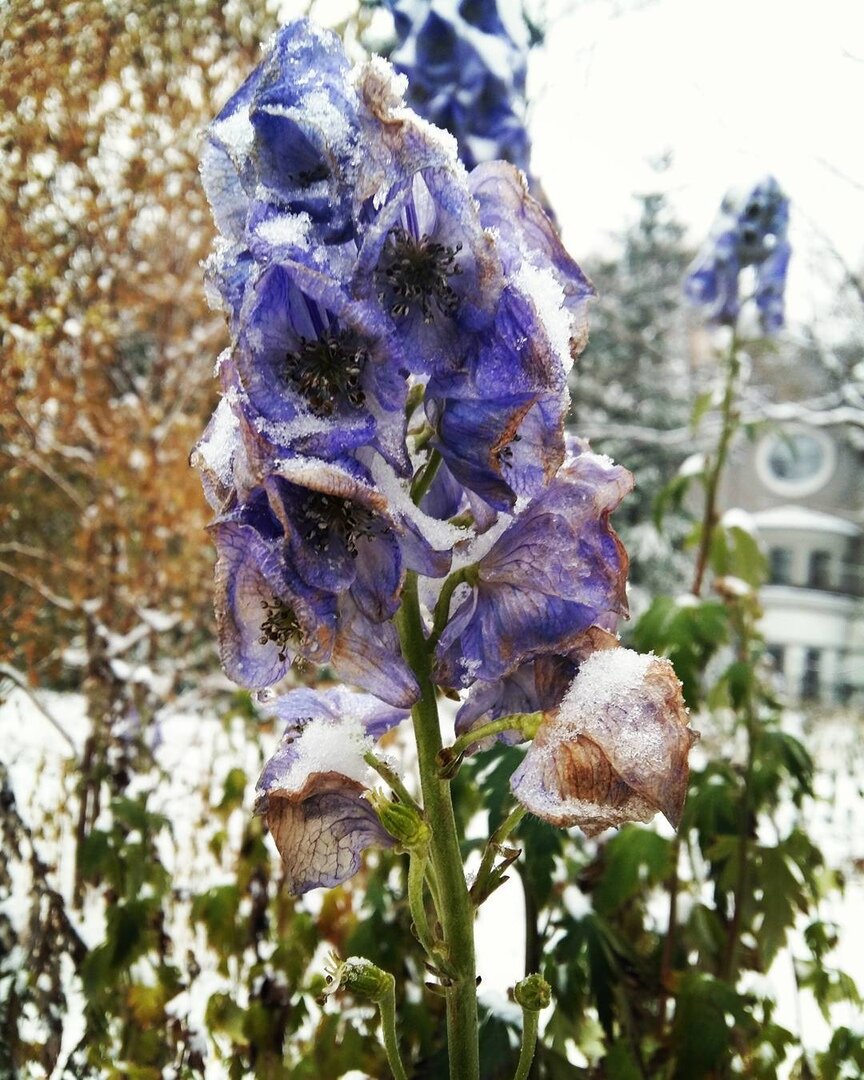 Фото из моего личного аккаунта Инстаграм. Мне очень нравится сравнивать женскую самобытную красоту с цветами - ведь они все такие разные и все по-своему прекрасны. 
