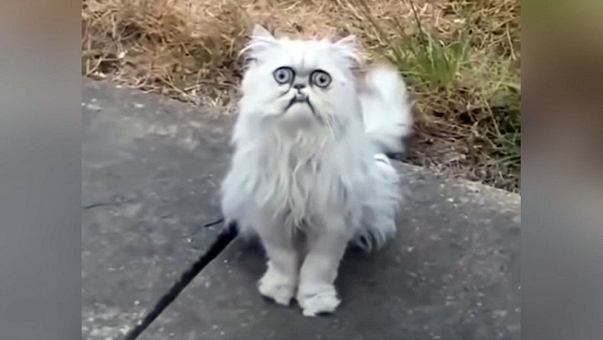 Найден самый страшный кот в мире, взгляд которого вселяет ужас | Новости  Мира | Дзен