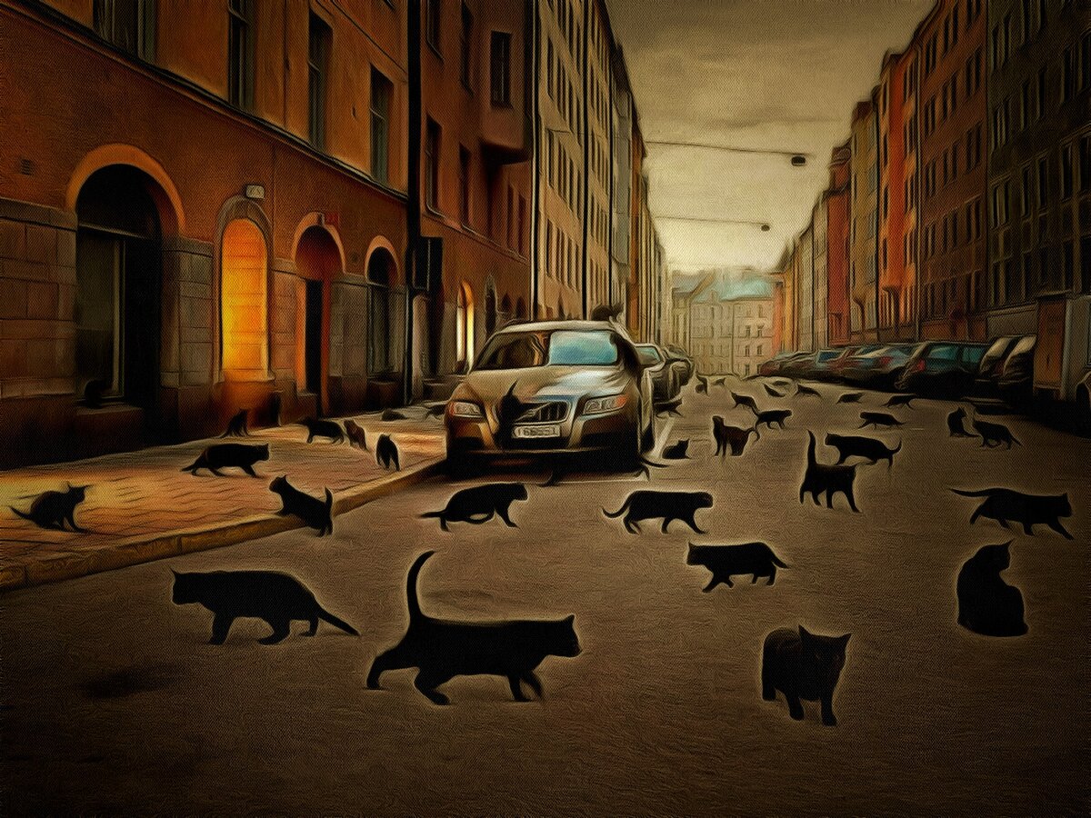 белая кошка перебежала дорогу. черный кот дорогу перейдет. черный кот перебегает дорогу. чёрная кошка перебежала дорогу. чёрная кошла пробегает дорогу.