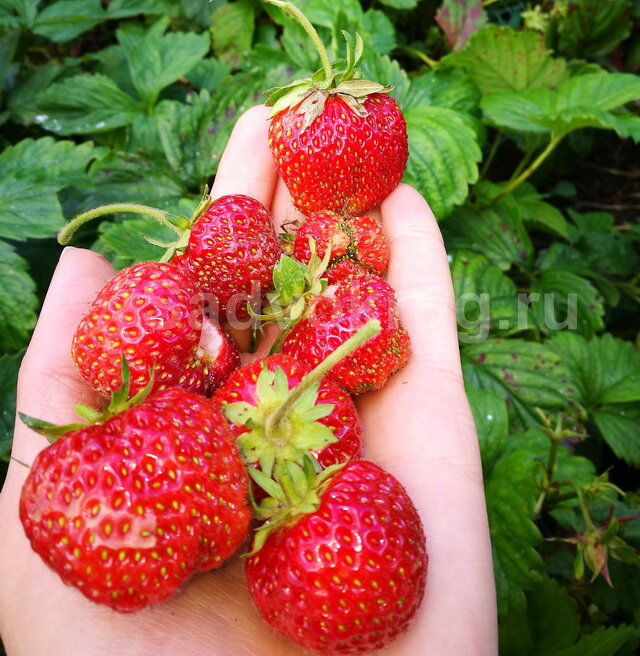 Время сажать клубнику