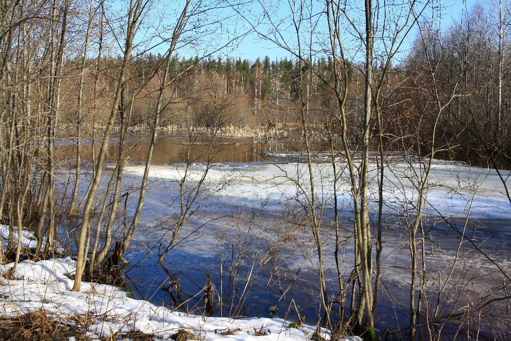 Река разливалась широченным озером с поросшими. Растаял снег Луга зазеленели. Разлив реки весной. Весенний разлив.