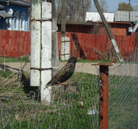 Долго сидела на сетке, забавно перемещалась по ней, перебирая длинными лапками, потом улетела. Вторая сидела высоко на проводах.
